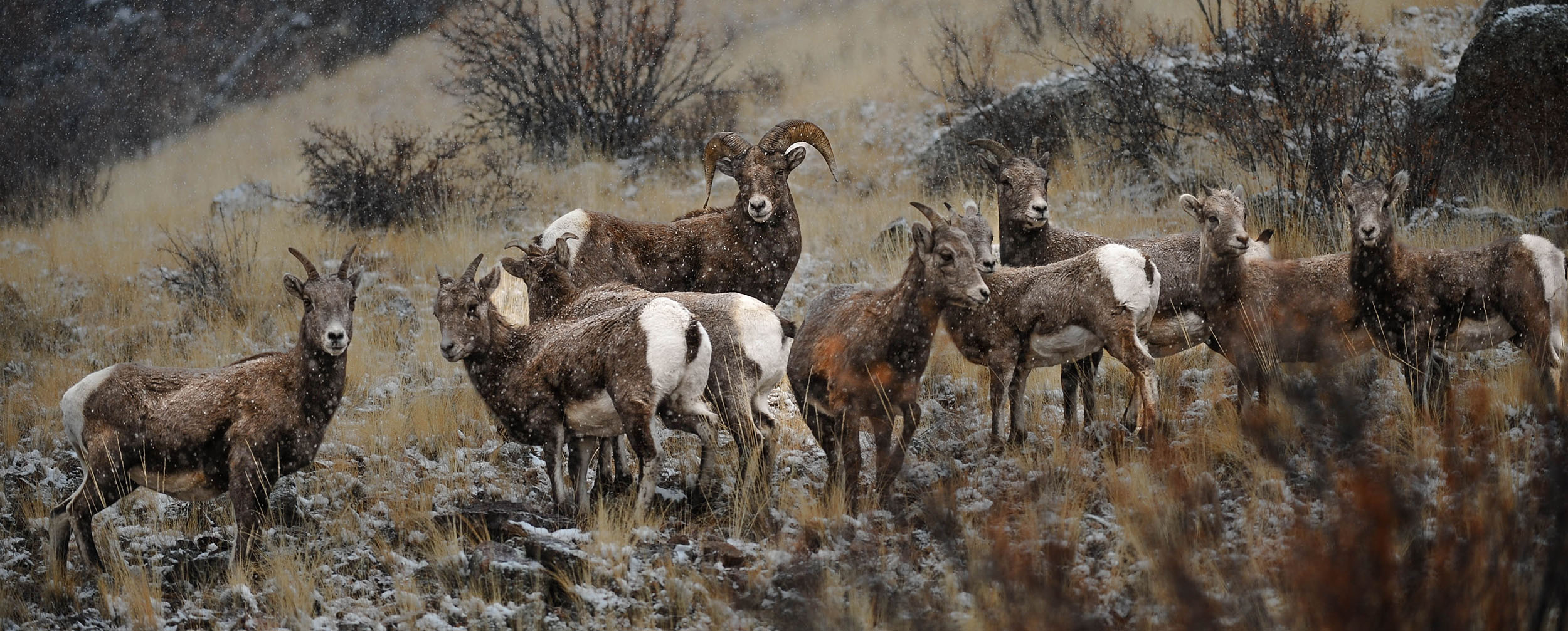 Herd of bighorn sheep in the snow on a mountain side
